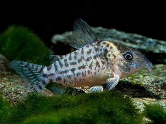 Spotfin Corydora - Corydora punctatus