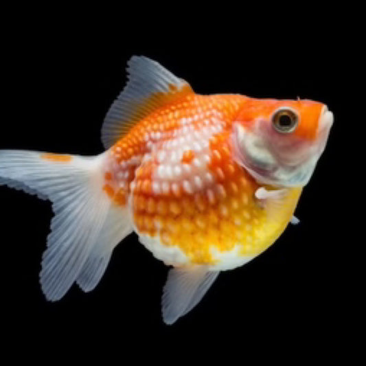 Pearl Scale Goldfish assorted