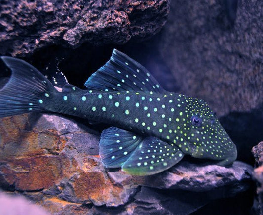 L128 BLUE PHANTOM PLECO (Hemiancistrus sp. L128) 4-6"