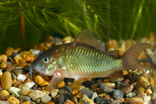 Emerald Corydora - Brochis splendens