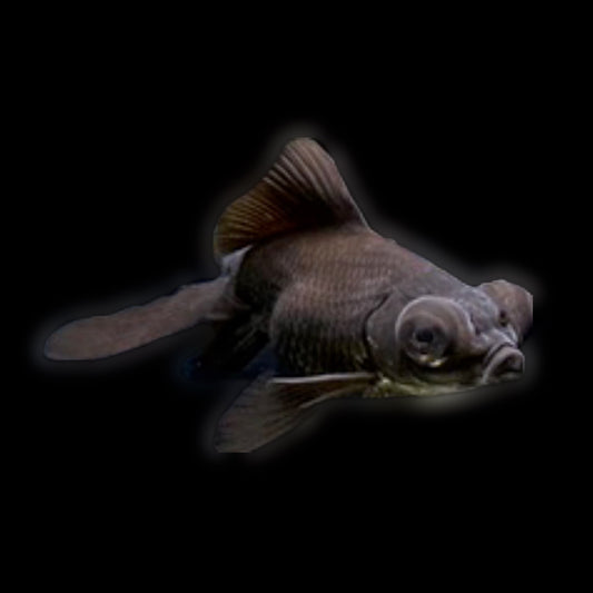 Black Moor Goldfish