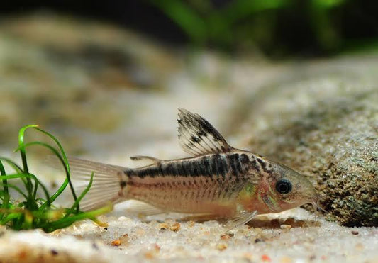 Elegant Corydoras - Corydora Elegans