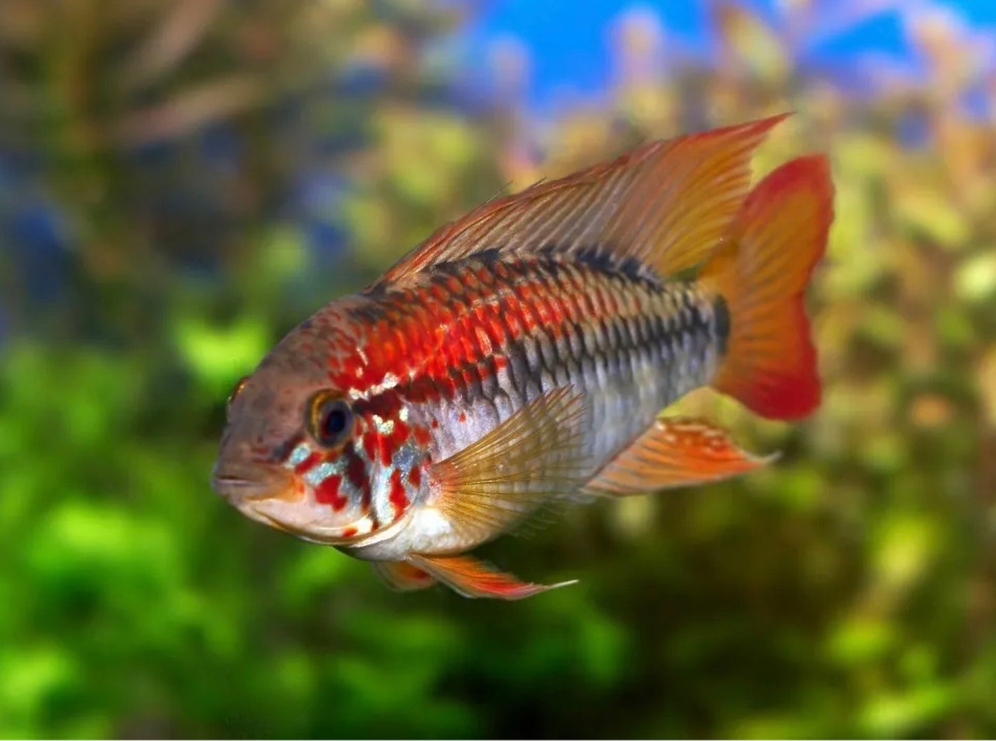 Red Edge dwarf cichlid - Apistogramma Viejita