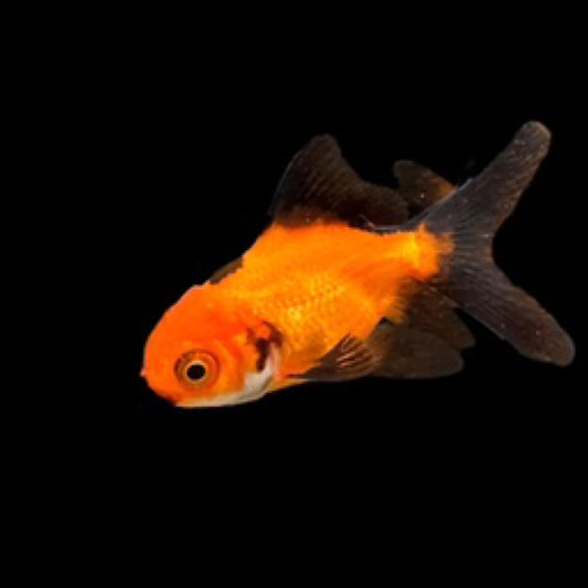 Oranda Goldfish sari-sari