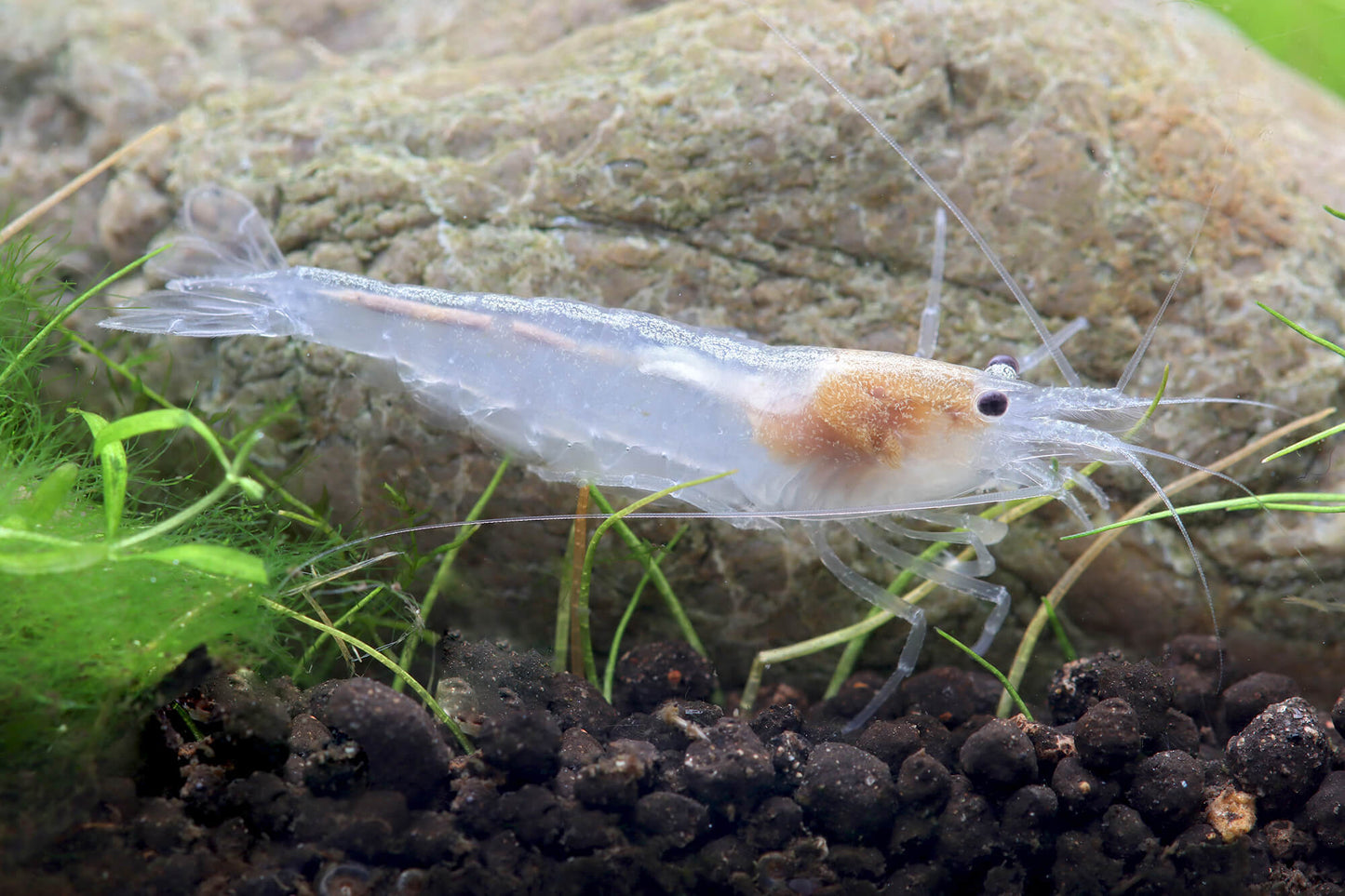 White Amano Shrimp - Indonesian Caridina Multidentata