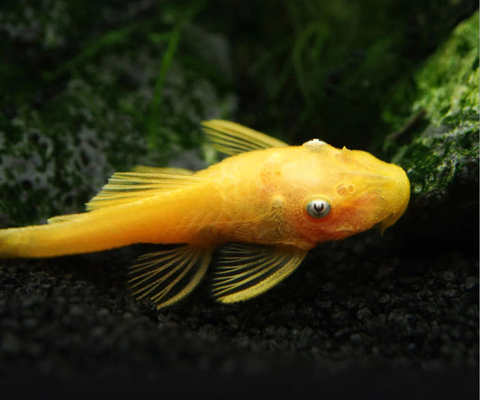 L144B Blue Eye Golden Bristlenose Pleco (Ancistrus sp.)