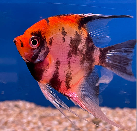 Red Devil Angelfish - Pterophyllum scalare