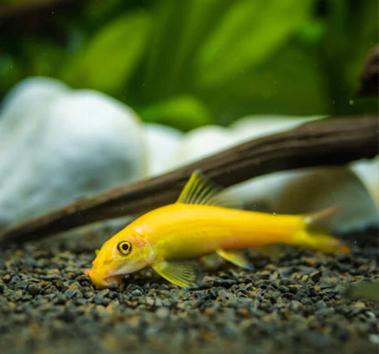 Chinese Algae Eater