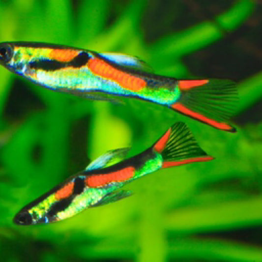 Green Endlers Live Bearer