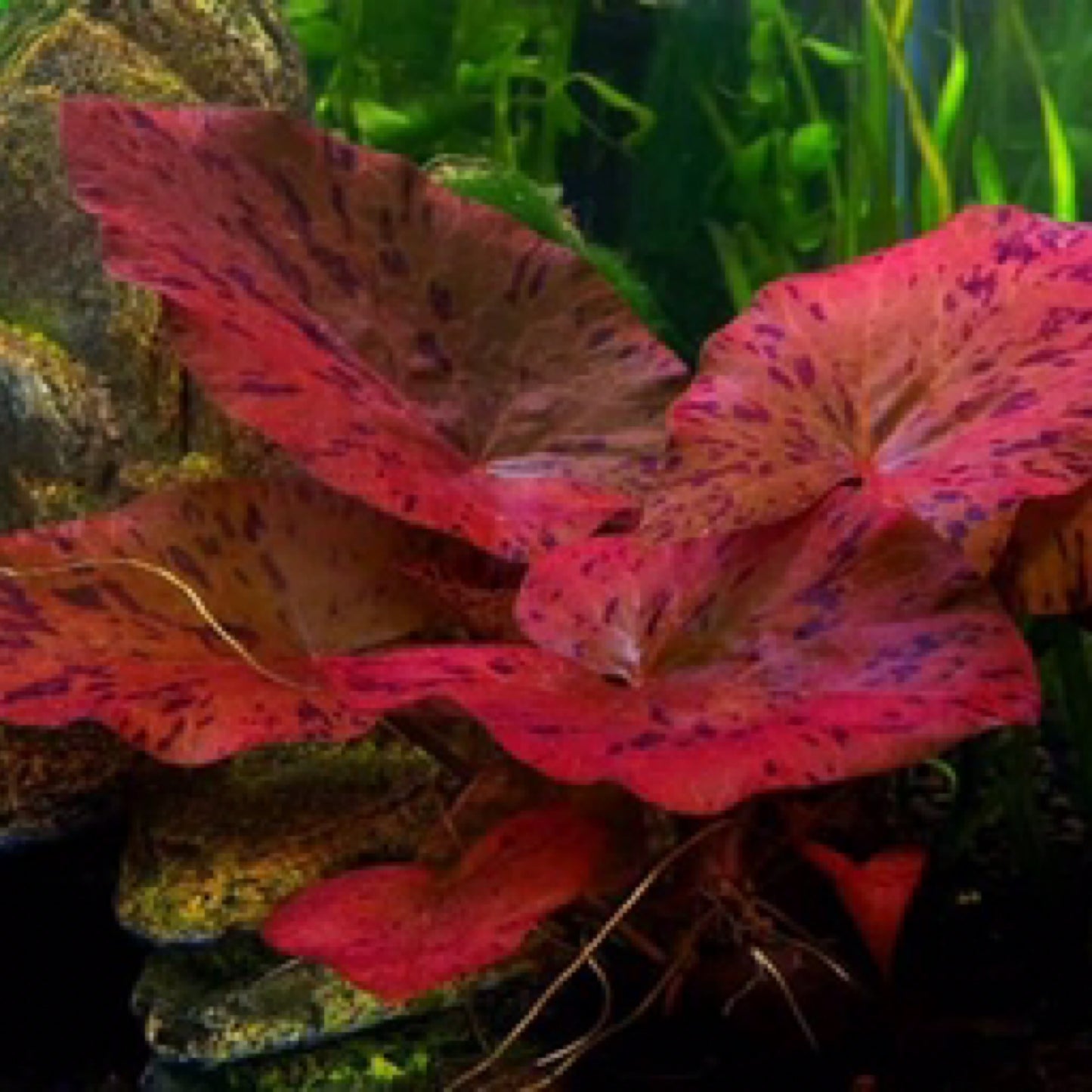 Red Tiger Lotus