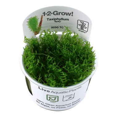 Tropica Taxiphyllum 'Spiky' Moss 1-2-Grow
