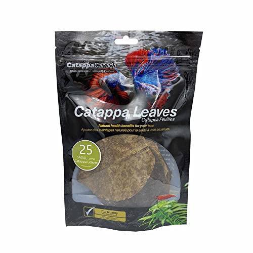 Catappa Leaves Maliit na 25 Pack
