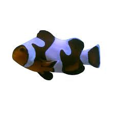 MochaVinci Ocellaris Clownfish