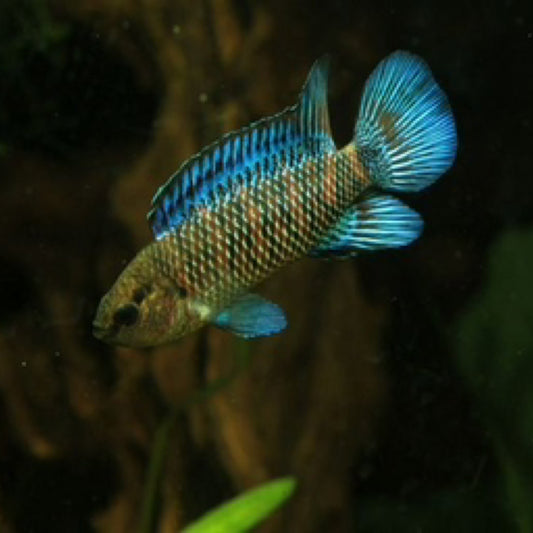 Common Badis