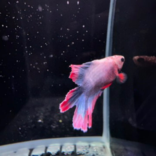 Betta Doubletail Plakat