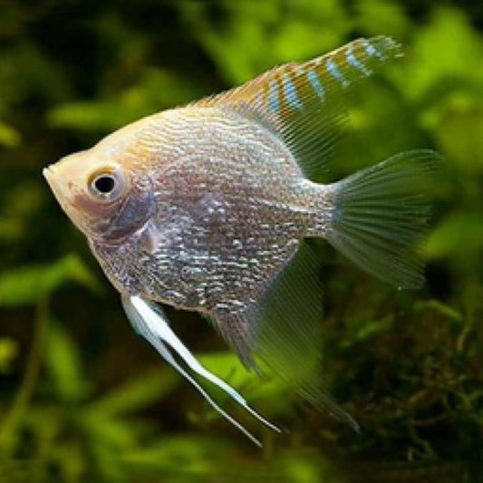Diamond Angelfish