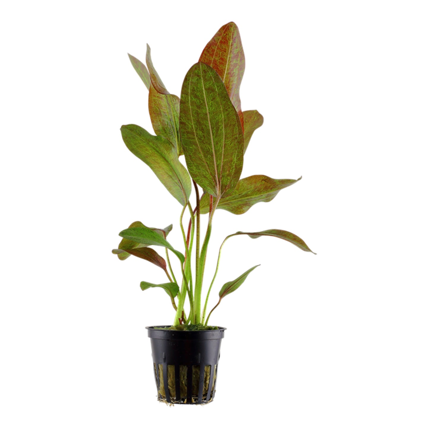 Tropica Echinodorus ˜Ozelot