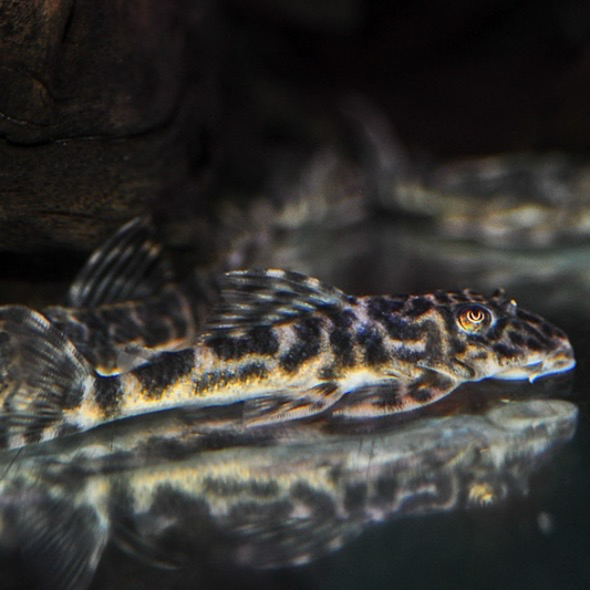 False Zebra Pleco (L127)