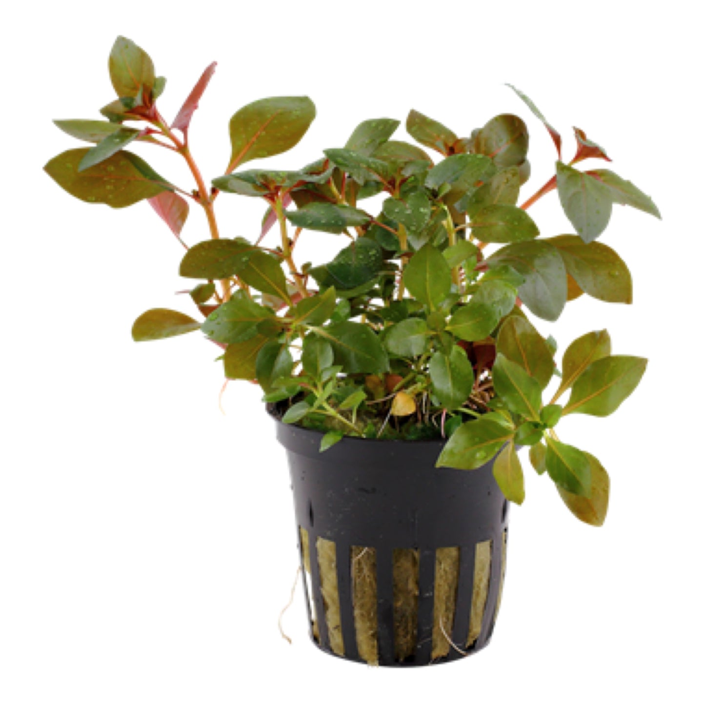 Tropica Ludwigia Repens ˜ Rubin
