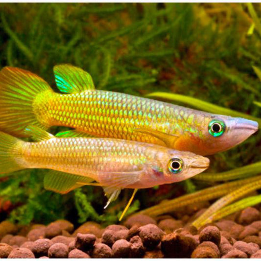 Golden Panchax Killifish (Aplocheilus lineatus)