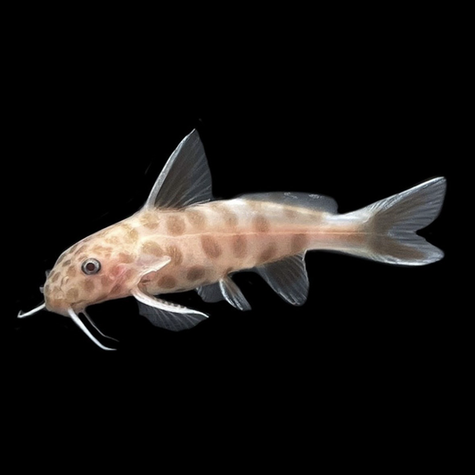 Synodontis Petricola PINK na hito