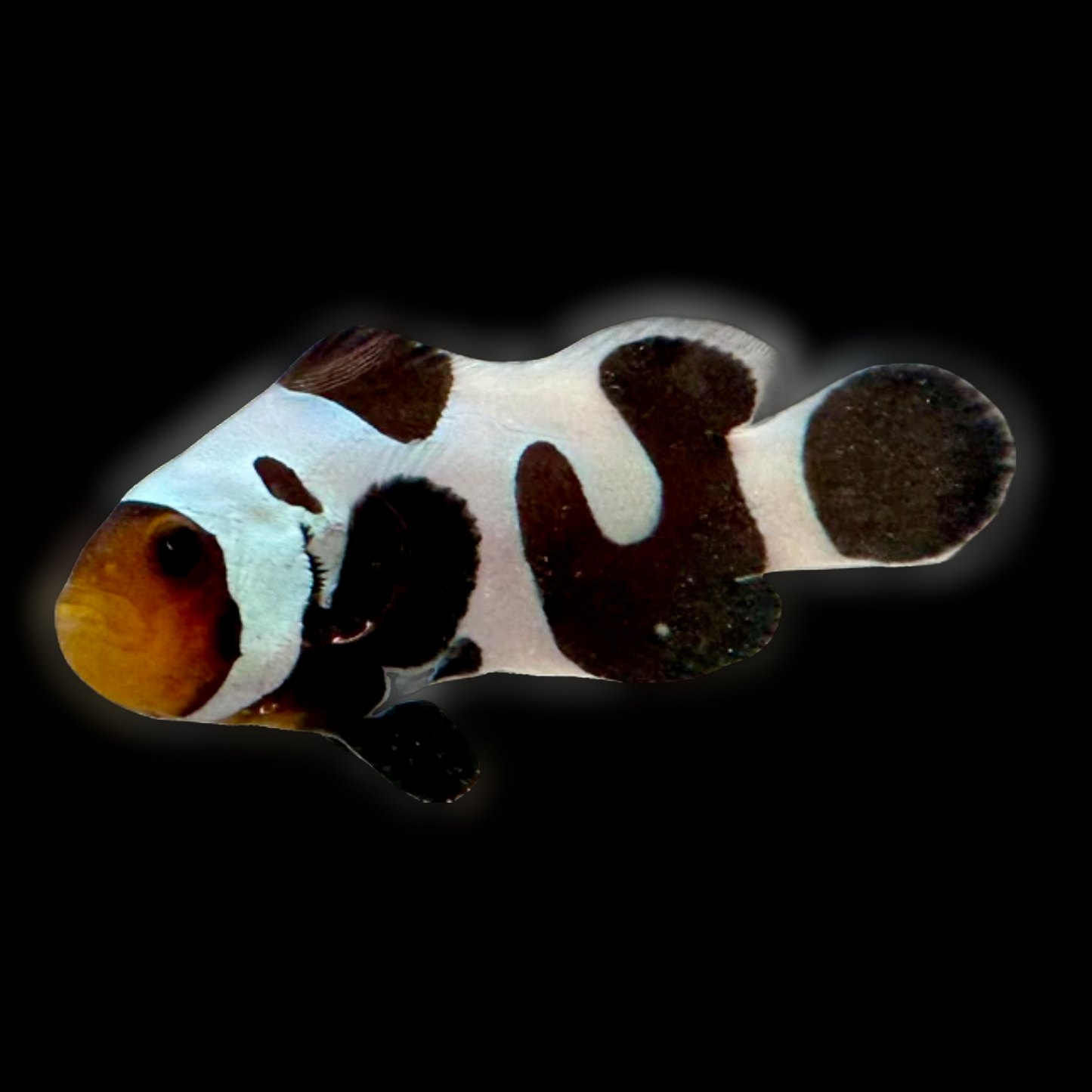 Captive Bred Black Gladiator/Davinci Ocellaris Clownfish