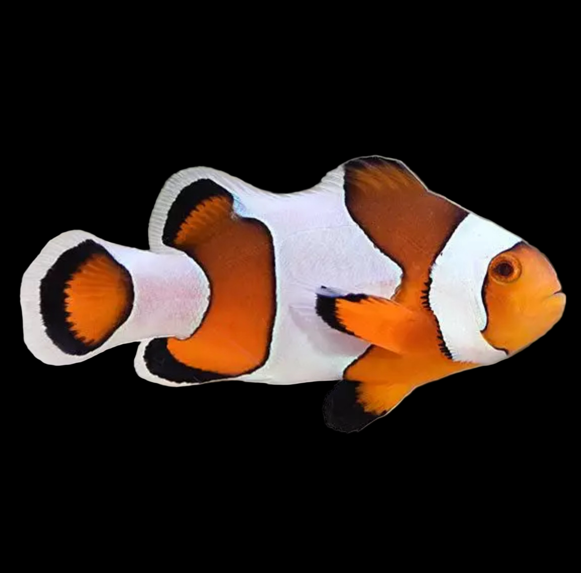 Captive Bred Wide Bar Gladiator Clownfish
