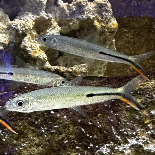 Pulang Buntot Hemiodus Tetra