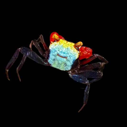 Rainbow Vampire ‘Rouxi’ Crab (Geosesarma sp)