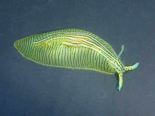 Green Sea Hare