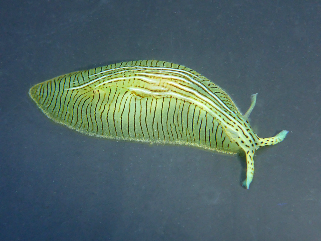 Green Sea Hare