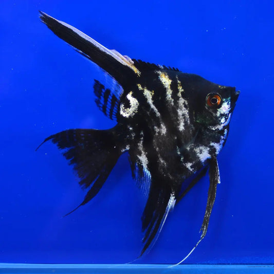 Black Marble Angelfish Large