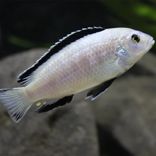 White Lab Cichlid