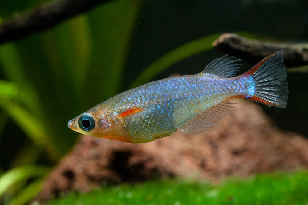 Daisy's Blue Rice Fish – Concrete Blonde Aquatics