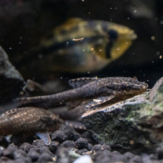 Black Otocinclus