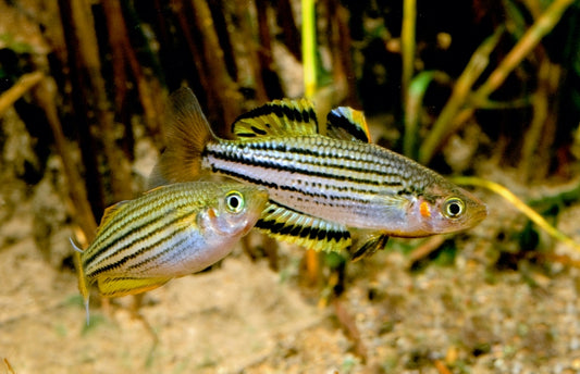 Melanotaenia sahulensis Skull Creek Rainbowfish