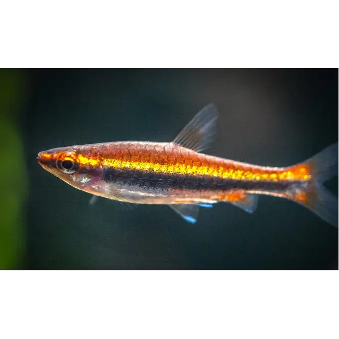Red Beckford's Pencil fish (Nannostomus beckfordi)