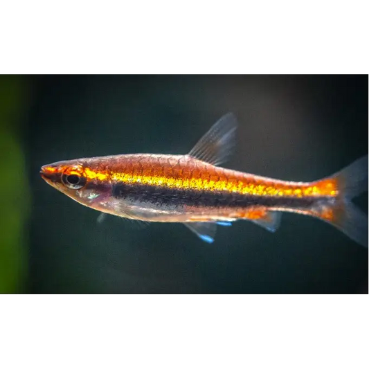 Red Beckford's Pencil fish (Nannostomus beckfordi)