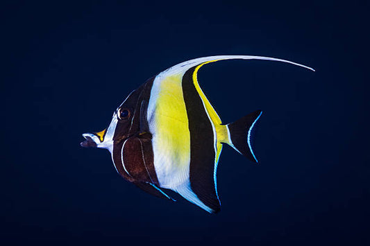 Moorish Idol Md.