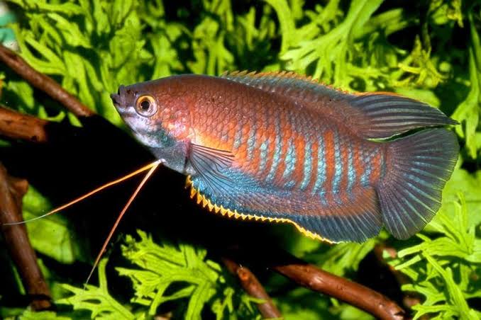 Thick Lipped Dwarf Gourami (Colisa labiosa)