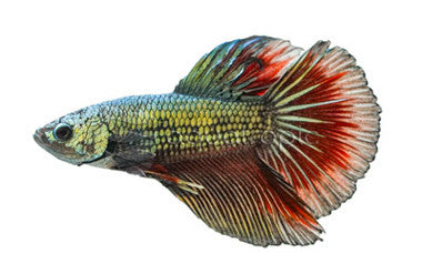 Betta Roundtail Dragon Scale Mixed colours - Male