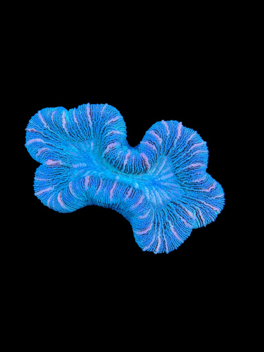 Red Rim Trachyphyllia 2