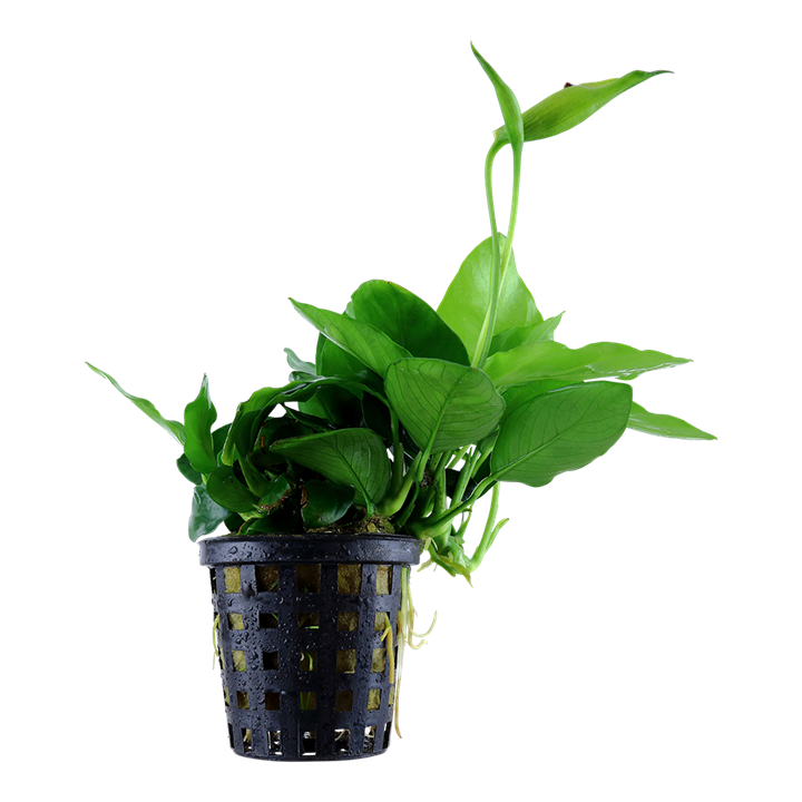 Tropica Anubias barteri var. nana 'Large'