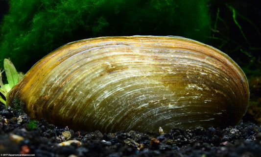 Golden Strip Clam Md/Lg