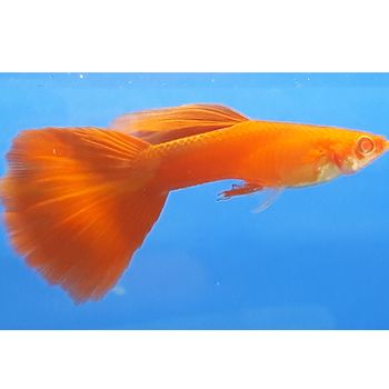 Full Red Triangle Guppy Male