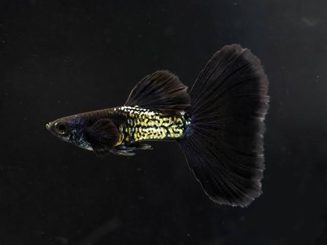 Metal Black Guppy Male