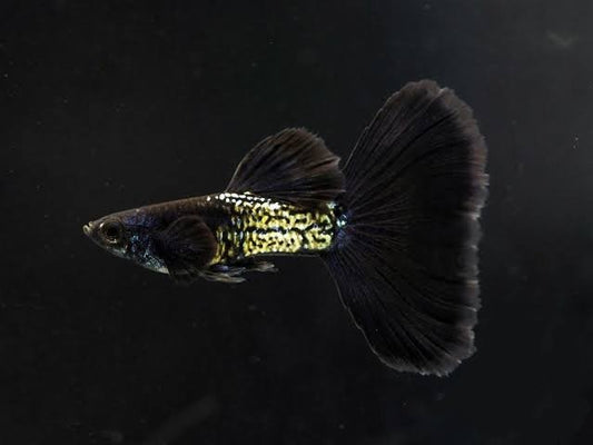 Metal Black Guppy Male