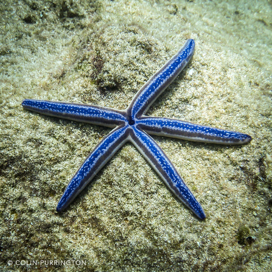Coloured Phataria Starfish