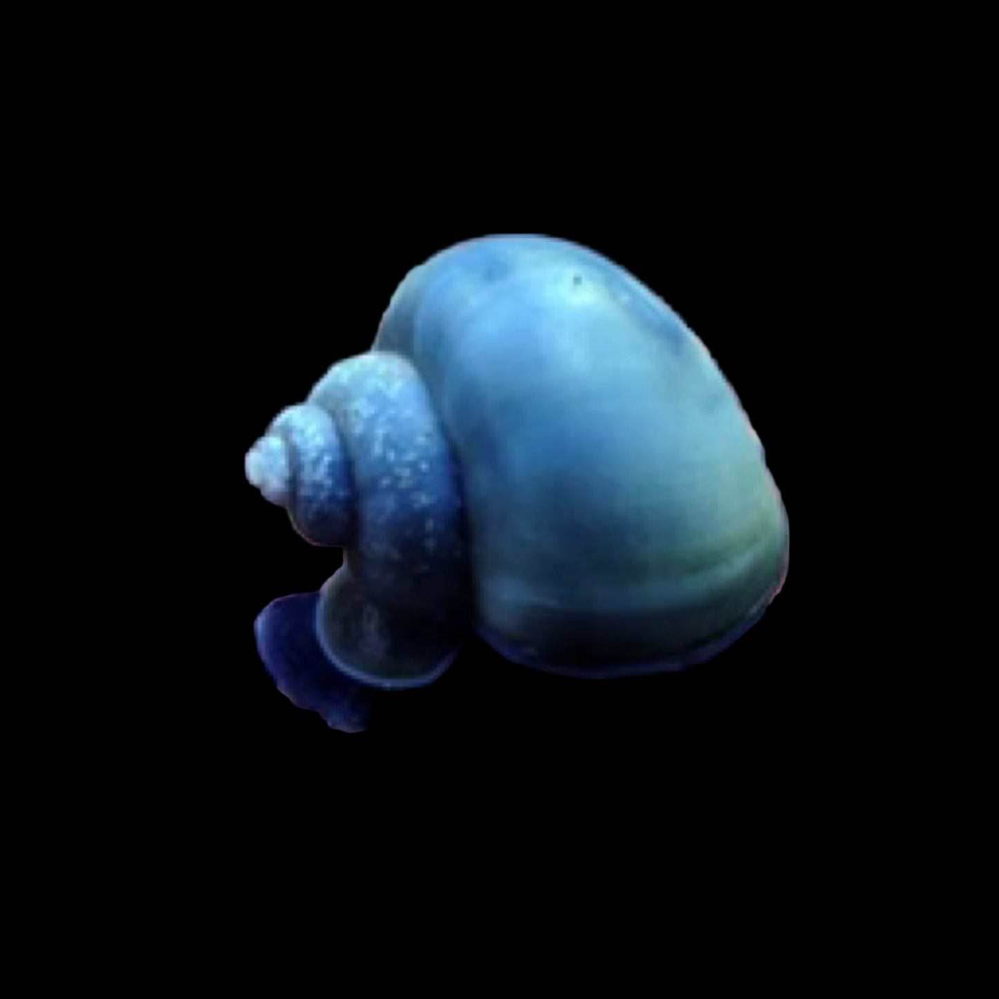 Blue Mystery Snail
