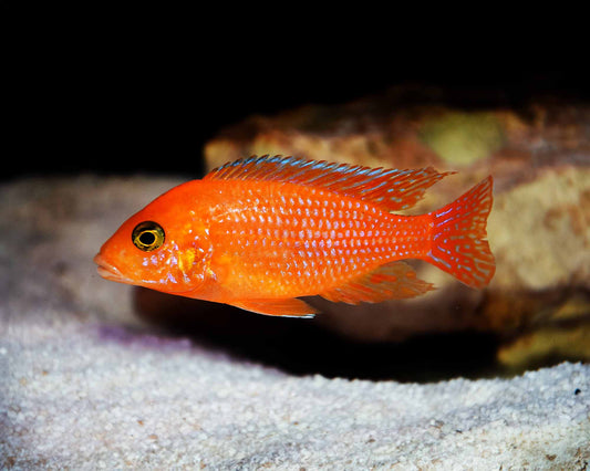 Red Zebra Cichlid
